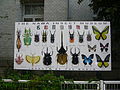名和昆虫博物館 入口横の看板