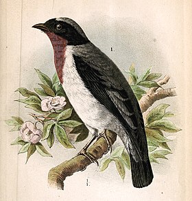 Ilustração de 1872 no vigésimo volume do Journal für Ornithologie