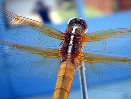 Libellula croceipennis