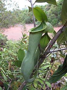 Nepenthes macrovulgaris upper3.jpg