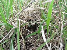 Well-concealed grasshopper sparrow nest showing domed structure and side entrance Nest from 20 cm away.jpg