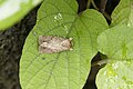 * Nomination Spodoptera, Noctuidae --Vengolis 03:18, 16 July 2017 (UTC) * Promotion Good quality. -- Johann Jaritz 03:57, 16 July 2017 (UTC)