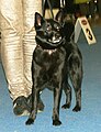 Norwegian Elkhound Black