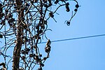 Thumbnail for File:Northern rough-winged swallow (51380907401).jpg