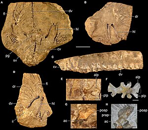 Noteosuchus fossils.jpg