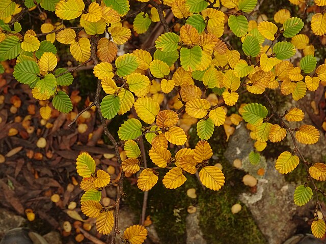 Nothofagus gunnii in Mount Field National Park, showing deciduous autumnal colours.