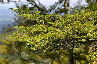 Description de l'image Nothofagus menziesii on Maungatautari mountain.jpg.