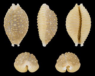 <i>Nucleolaria nucleus</i> Species of gastropod