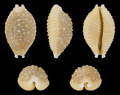 Shell of a Wrinkled cowry