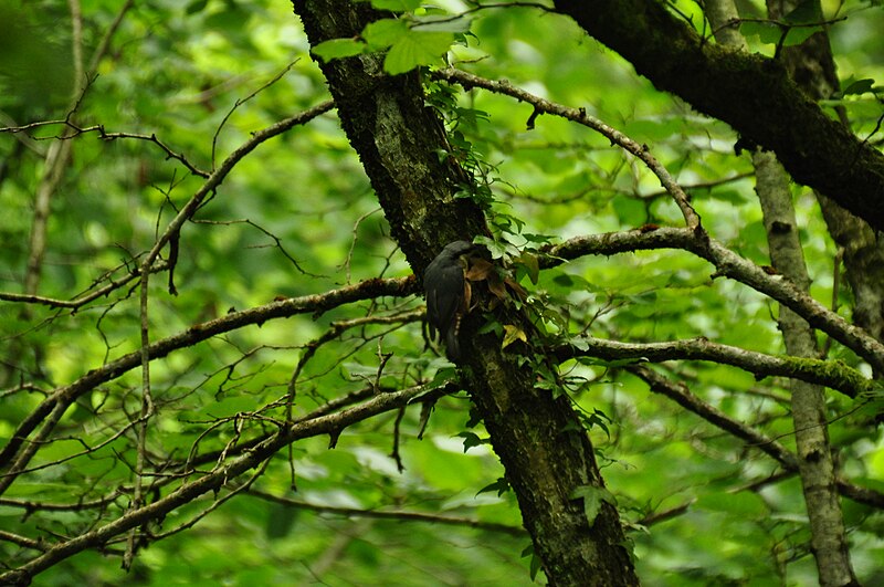 File:Nuthatch in Swilla Glen (7343).jpg