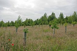 Oakfield Wood - geograph.org.uk - 1364448.jpg