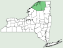 Odontites vernus ssp serotinus NY-dist-map.png