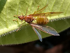 Weberameisenkönigin vor dem Abwerfen der Flügel