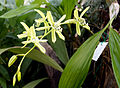 Coelogyne pandurata