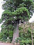 熊野那智神社の御神木「山一」