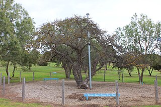 <span class="mw-page-title-main">Old Mulberry Tree at Reeves Point</span> Historic site in South Australia, Australia