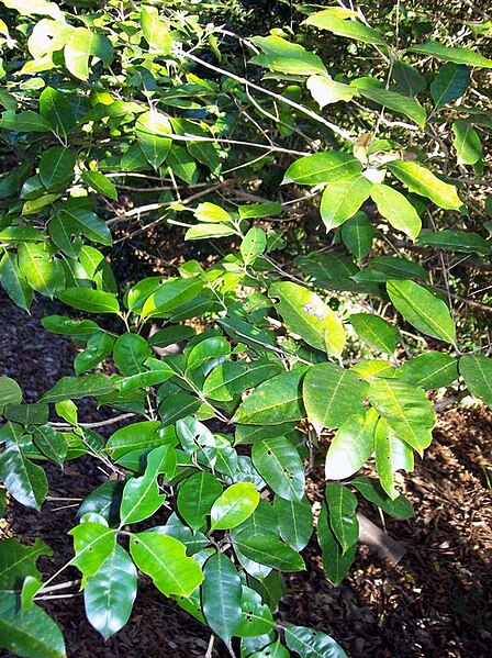 File:Olea paniculata leaves.jpg