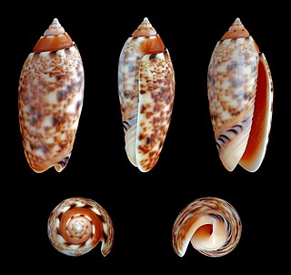 <i>Oliva mantichora</i> Species of gastropod