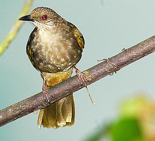 <i>Pycnonotus</i> Genus of birds
