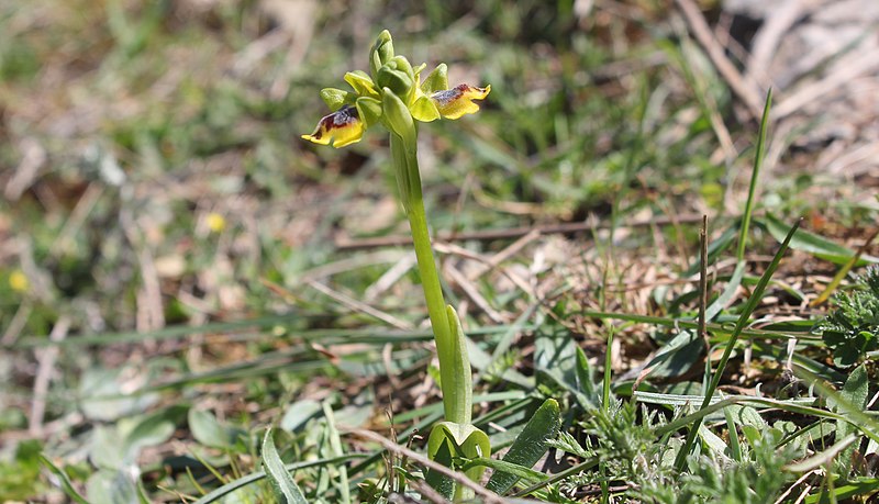 File:Ophrys lutea subsp. galilaea scape.jpg