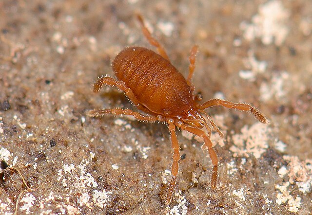 Description de l'image Opiliones, Cyphophthalmi, Sironidae, Siro exilis.jpg.