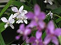 White Orchid(Behind) from Kanhangad, Kasargod