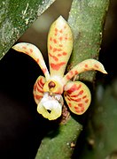 Trichoglottis celebica