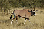 Central Kalahari Game Reserve