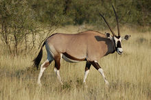 Oryx in Namibia, 2007. Oryx gazella -Etosha National Park, Namibia-8.jpg