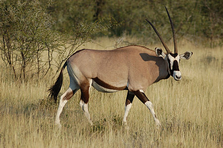 ไฟล์:Oryx gazella -Etosha National Park, Namibia-8.jpg