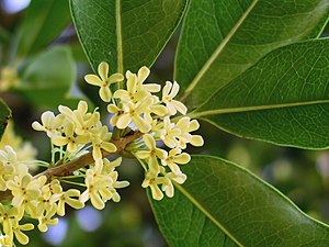 Useat pienet kukinnot Osmanthus fragransin oksalla