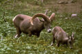 A bighorn ram following a juvenile ewe.