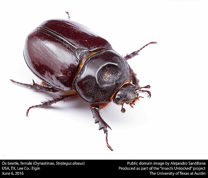 File:Ox beetle, female (Dynastinae, Strategus aloeus) (27568947022).jpg