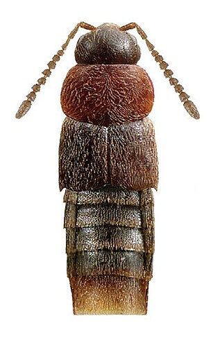 <i>Oxypoda</i> Genus of beetles