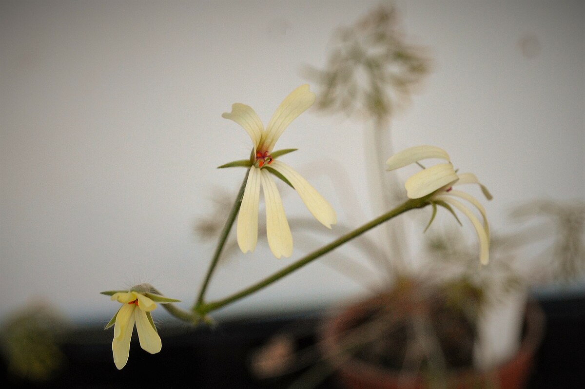 Пеларгония утро венеры фото. Pelargonium aridum. Pelargonium appendiculatum. Амурские волны пеларгония. P. aridum пеларгония.