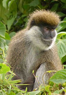 <span class="mw-page-title-main">Bale Mountains vervet</span> Species of Old World monkey