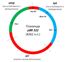 PBR322 plasmid.gif