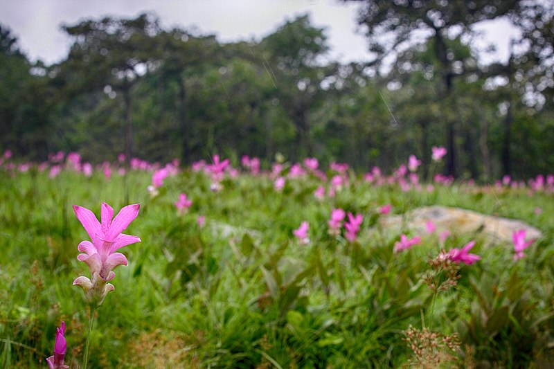 File:Pa Hin Ngam National Park (4).jpg