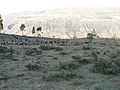 Pack of Gelada Baboons, Debre Libanos, Ethiopia - panoramio.jpg