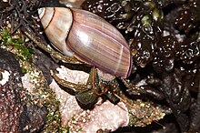 'Hermit crab using the shell of Callianax biplicata Pagurus in Olivella biplicata.jpg