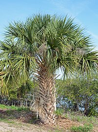 S. palmetto in the Canaveral National Seashore, Florida