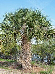 Palm Tree Species Chart