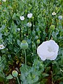 Papaver somniferum (Haşhaş bitkisi).jpg