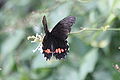 Papilio anchisiades.jpg