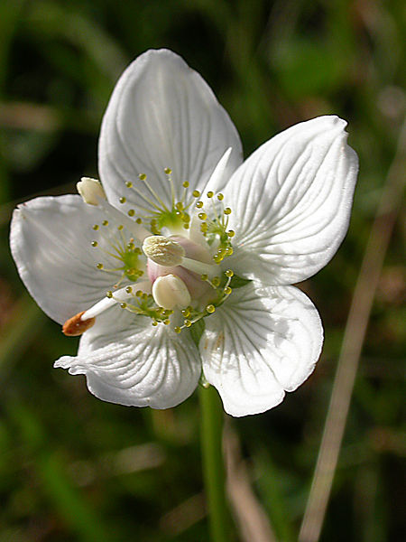 File:Parnassia palustris parc-du-marquenterre 80 01102006 3.JPG