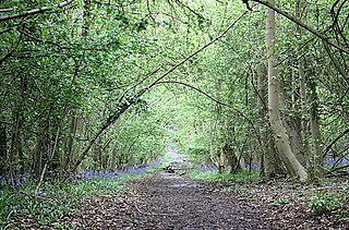 <span class="mw-page-title-main">Tiddesley Wood – the Harry Green Reserve</span>