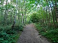 A pathway through Petts Wood on the Hawkwood Estate.