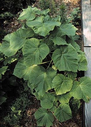 Paulownia imperialis'