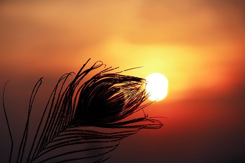 File:Peacock Feather 1.jpg