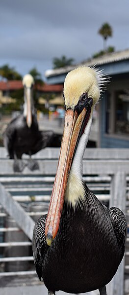 File:Pelican Portrait (15715005490).jpg